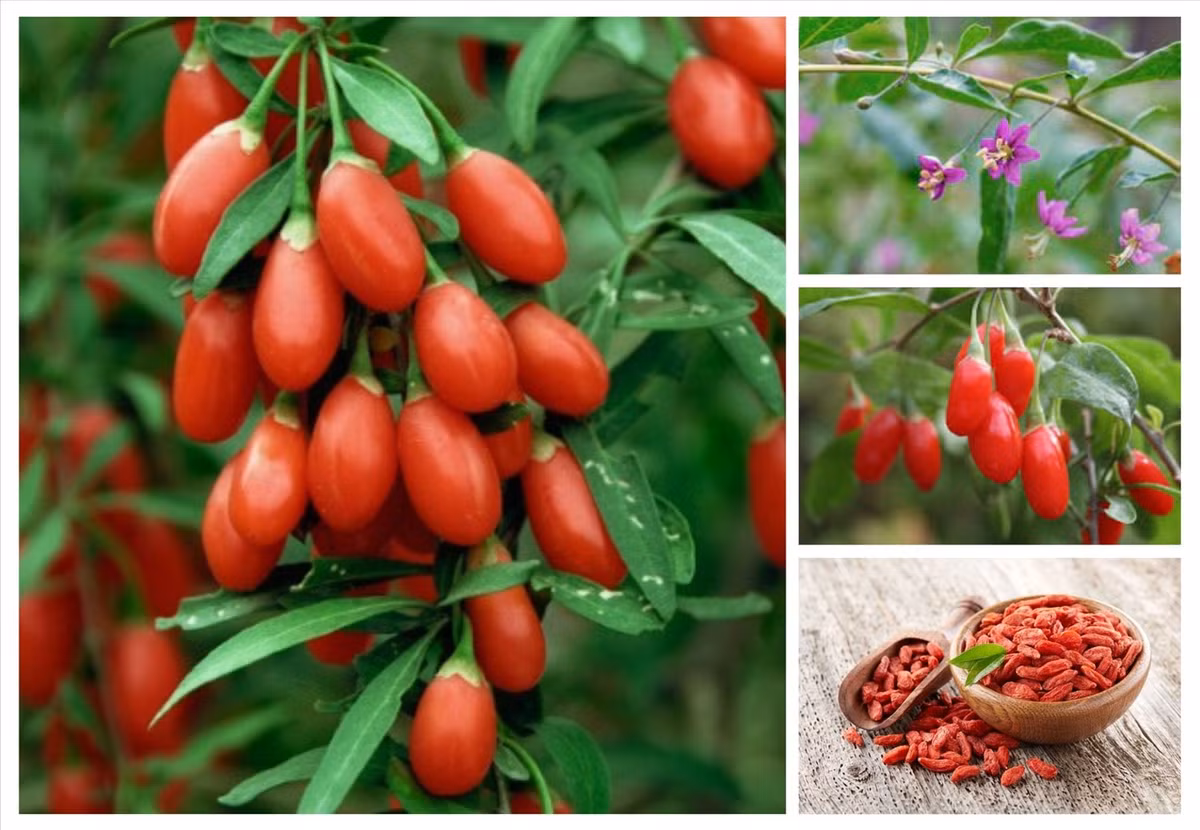 Người xưa rất coi trọng cây kỷ tử, đặc biệt những thày lang sẽ thích trồng cây cảnh này trong sân vườn hoặc làm chậu cảnh đặt trong nhà, vừa làm cảnh, vừa làm thuốc, vừa làm món ăn - thức uống bổ dưỡng.