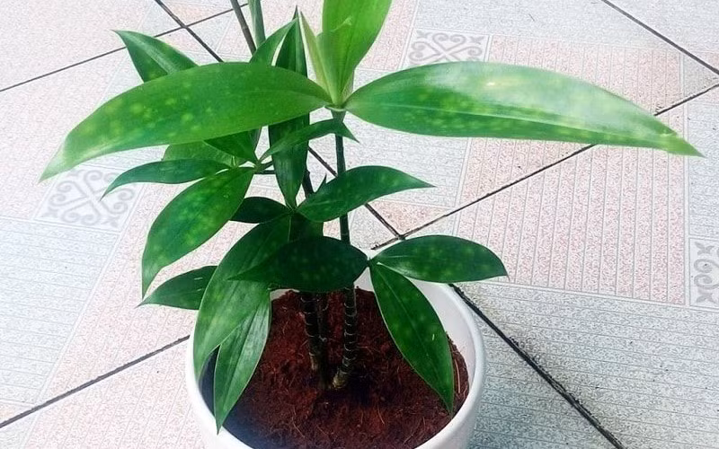  Vị trí gợi ý: Góc Đông Nam hoặc gần cửa sổ nơi có ánh sáng nhẹ. Ý nghĩa: Củng cố sự ổn định tài chính, gia đình bình an.