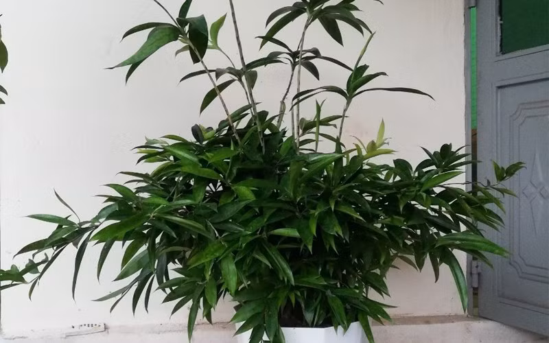 Truyền thống Á Đông coi trúc tượng trưng cho sự kiên cường, ổn định và trường thọ. Đặt trúc Nhật trong nhà giúp người mệnh Thủy “neo” năng lượng, tài lộc không trôi tuột đi.