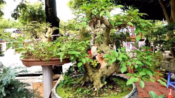 Người tuổi nào trồng sung sẽ hưởng trọn may mắn? Cây sung hợp với người tuổi Dần, Thìn, Tỵ và Mùi. Những tuổi này khi trồng sung sẽ dễ hút tài lộc, gặp nhiều thuận lợi trong công việc và đời sống.
