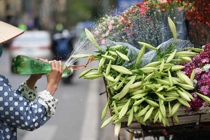 Loa kèn đầu mùa bừng sáng phố phường Hà Nội