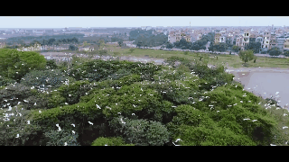 Du khách đến nơi đây sẽ được thỏa sức nhìn ngắm những cánh cò, bạn như được trở về với tuổi thơ đầy ắp những kỷ niệm trong những lời ru ngọt ngào của bà của mẹ.