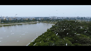 Cò đã gắn bó với người dân thành phố Hưng Yên. Người dân coi cò như bạn. Cứ mỗi khi cò chao cánh hàng giờ trên mặt hồ là mọi người lại cất quần áo, xe cộ, bởi mỗi lần cò bay như vậy là trời lại sắp có mưa.
