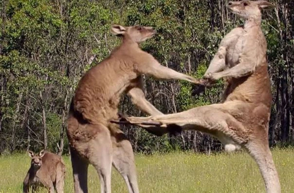 Clip: Màn “đấu võ” kịch tính của Kangaroo