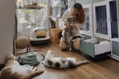 [GALLERY] Nuôi chó mèo thời 4.0, 3 combo công nghệ đáng tiền