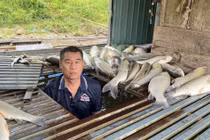 Truy tìm nguyên nhân vụ cá chết hàng loạt trên sông Lam