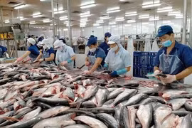 [SPOTLIGHT] Thuế chống bán phá giá của Bộ Thương mại Mỹ tăng mạnh, cá tra Việt lao đao