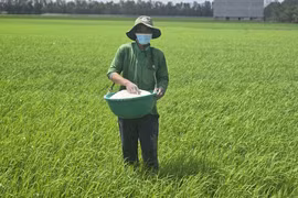 [VIDEO] Giá gạo châu Á tăng mạnh nhất 20 năm: Cơ hội nào cho Việt Nam?