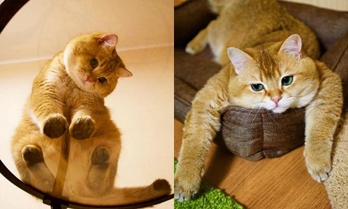 Chú mèo đi hia béo ục ịch khiến bạn muốn ẵm ngay về