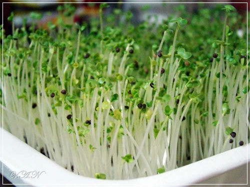 Thực phẩm nguy hiểm cho bà bầu (2)