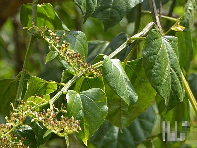 Bài thuốc từ cây chìa vôi chữa được nhiều bệnh
