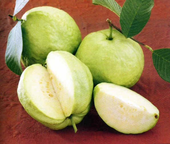 Những loại hoa quả trị ho an toàn cho bà bầu
