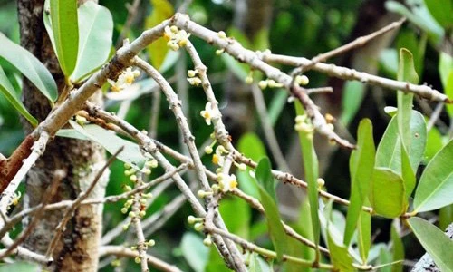 Ngắm "thần mai" cổ thụ siêu quý hiếm ở miền Tây