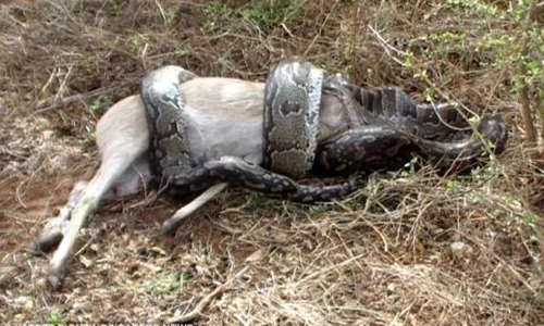 Trăn suýt toi mạng vì định nuốt chửng linh dương