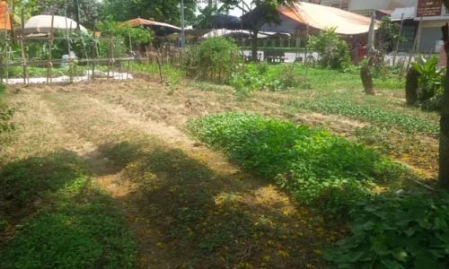 Khu lưu niệm gần 500 tỷ thành nơi trồng rau, đổ phế liệu