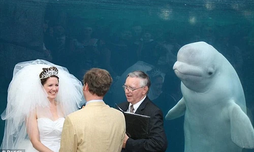 Đám cưới “dở khóc dở cười” vì cá voi Beluga phá đám