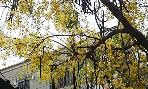 Ảnh: Hoa muồng hoàng yến vàng rực Cố đô Huế giữa trời hè