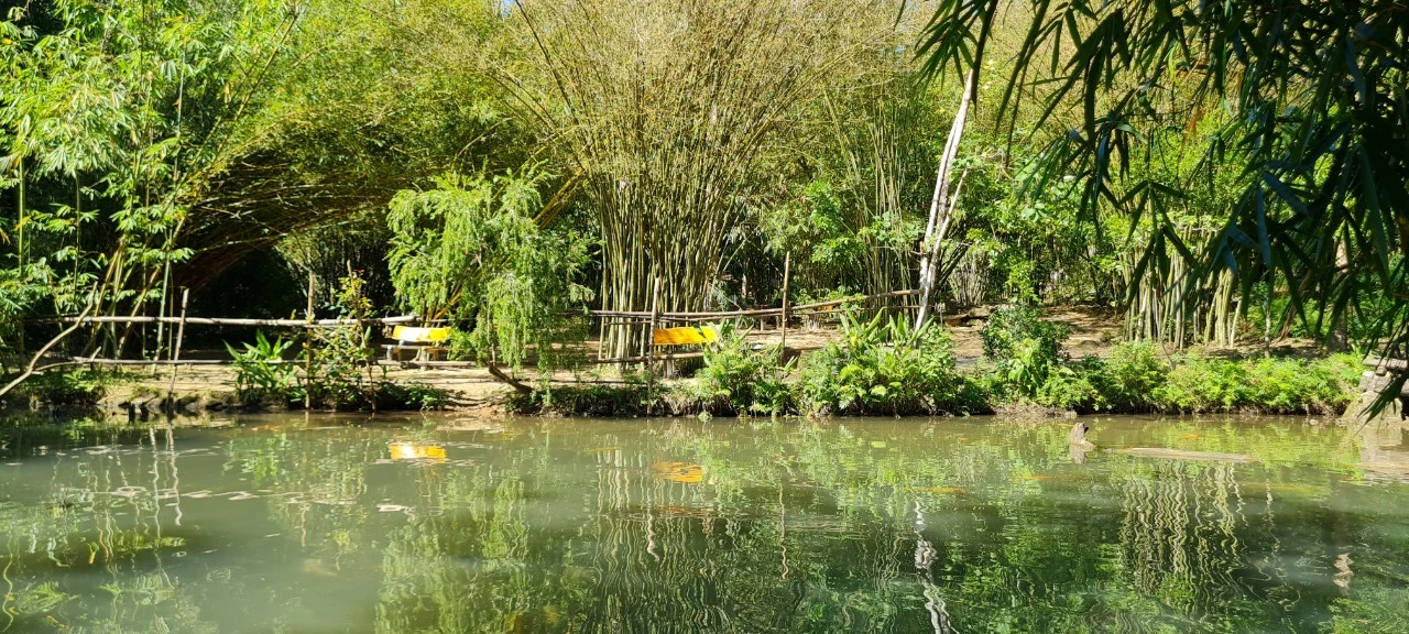 Lạc vào “bảo tàng” tre trúc lớn nhất miền Trung 