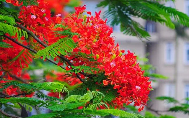 Hoa phượng khoe sắc đỏ rực trên nhiều tuyến phố Hà Nội
