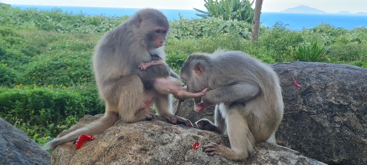 Bất ngờ núi Khỉ giữa lòng thành phố 