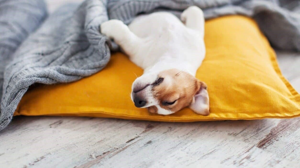 Ngạc nhiên loài chó cũng gặp ác mộng khi ngủ mơ?