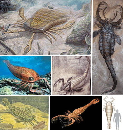 Bọ cạp khổng lồ Jaekelopterus rhenaniae thường sống trong hồ nước ngọt và suối. Riêng móng vuốt của nó đã có kích cỡ bằng đầu một người đàn ông trưởng thành.