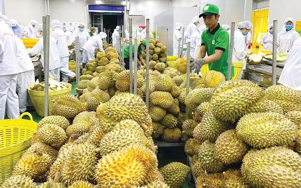 [VIDEO] Xuất khẩu sầu riêng bùng nổ sang Mỹ, Hàn nhưng nỗi lo giá rớt vẫn còn