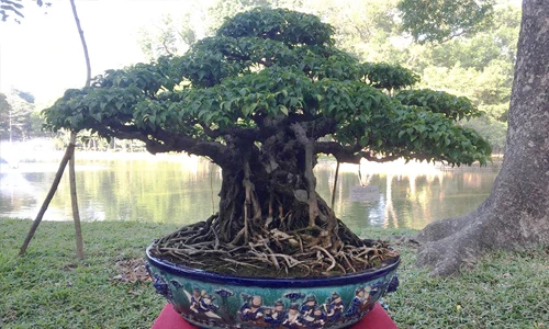 Ngắm sanh cổ lá móng rồng quý hiếm giá hàng trăm triệu 
