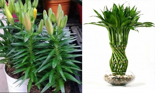 Top hoa cây cảnh nên trồng ngay để kịp đón Tết