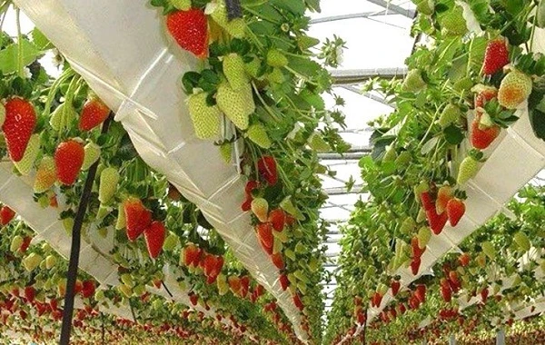 Những vườn rau củ "khủng" đẹp mê mẩn ở Đà Lạt 