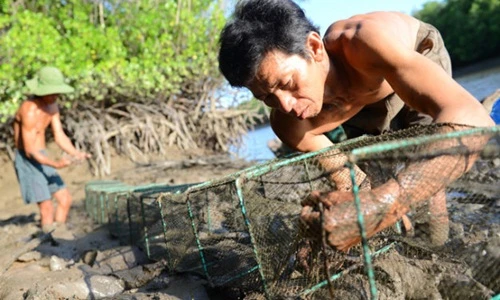 Mưu sinh bằng nghề bẫy bạch tuộc trong rừng ngập mặn 