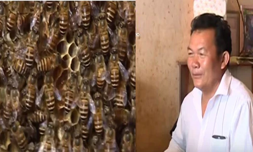 Thu nhập khủng nhờ tổ ong ở trong nhà suốt 12 năm