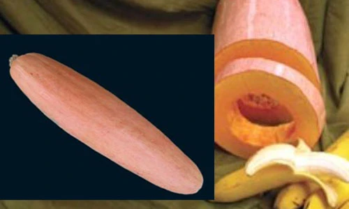 Chị em phát sốt với bí ngô hồng hình chuối siêu độc