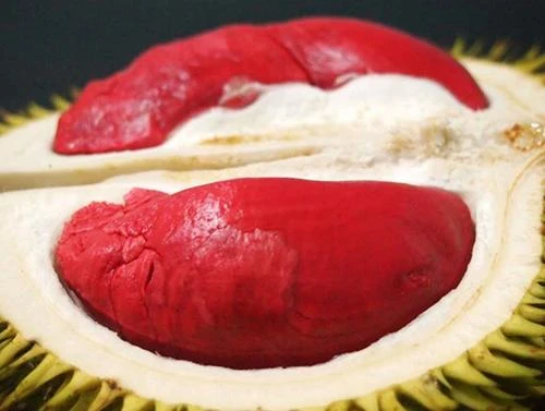 Cận cảnh sầu riêng Malaysia 1,6 triệu/kg hút nhà giàu Việt