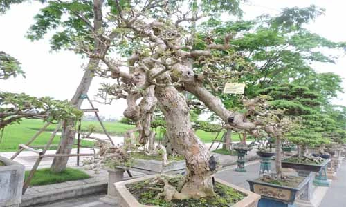 Đã mắt ngắm cây hoa giấy thế uốn lượn siêu nghệ thuật