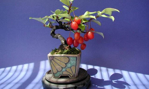 Ngắm loạt bonsai nhót siêu đẹp tạo hình độc lạ trưng Tết