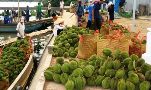 Ngắm thủ phủ sầu riêng tất bật vào mùa thu hoạch
