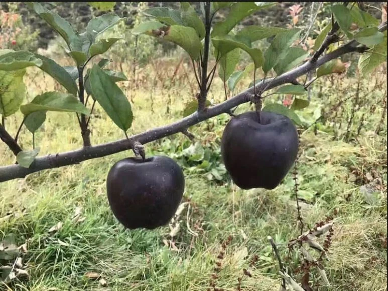 Loạt táo độc lạ khiến bà nội trợ “đứng ngồi không yên”