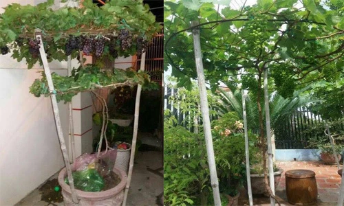 Ngắm nho trồng trong chậu lên giàn cực đẹp