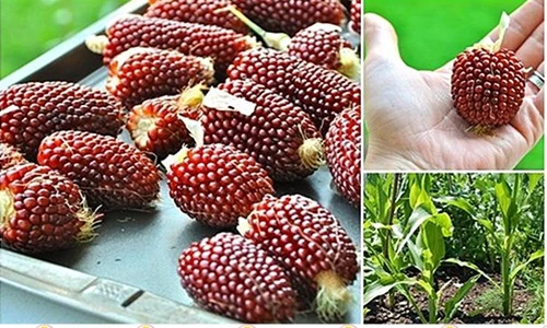 Bà nội trợ "phát sốt" với ngô dâu tây mini đỏ sẫm tuyệt đẹp 