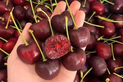 Cherry Mỹ tăng giá mạnh vì mất mùa, phí nhập khẩu tăng