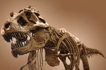 Vết xước bí ẩn trên xương khủng long hé lộ sự thật về T. rex