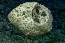 Một cá thể bọt biển thủy tinh dạng cuống (Bolosoma, thuộc nhóm Hexactinellida) được chụp tại núi ngầm Malulu. (Ảnh: National Marine Sanctuaries)