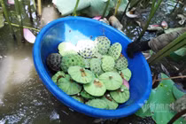 Nông dân hai tháng dầm mình dưới bùn, đút túi tiền tỷ