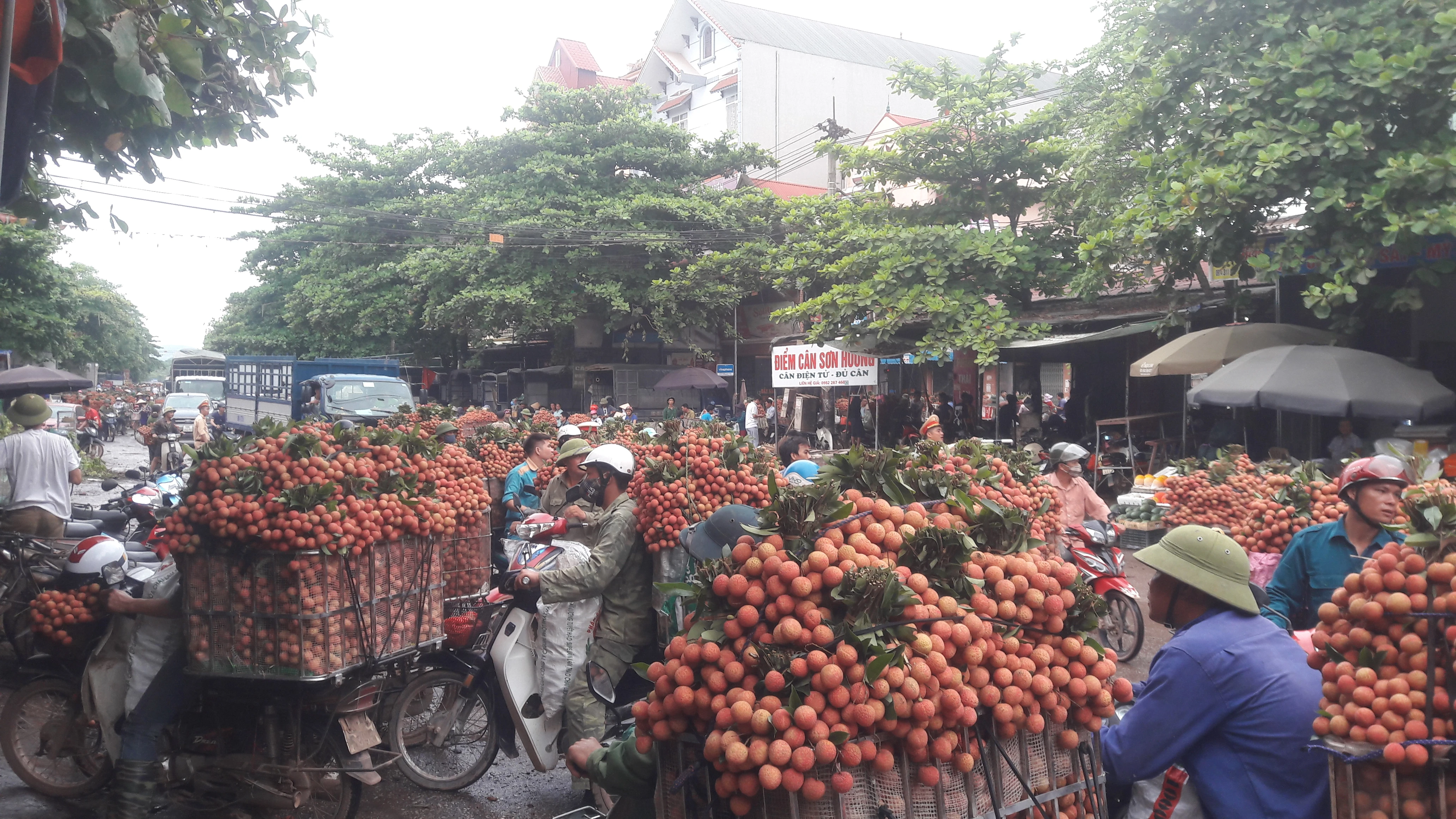 Người dân Lục Ngạn đổ xô đi bán vải, đường ùn tắc hàng cây số