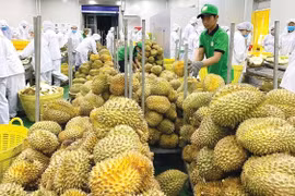 [VIDEO] Xuất khẩu sầu riêng bùng nổ sang Mỹ, Hàn nhưng nỗi lo giá rớt vẫn còn