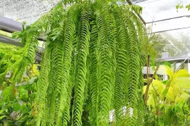 Bộ 3 cây cảnh như thác nước xanh dịu mát, hút tài, giữ lộc