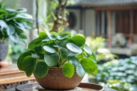 3 cây cảnh giữ lộc, nhà thiếu sáng cũng trồng tốt, xanh tươi 4 mùa