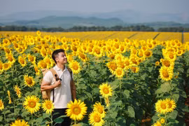 Ngỡ ngàng vẻ đẹp của cánh đồng hoa hướng dương Nghệ An