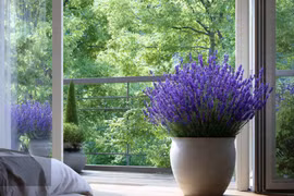 4 cây cảnh giúp ngủ ngon, thanh lọc không khí trong phòng ngủ
